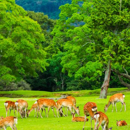 日本大阪+京都+奈良市6日5晚拼小团