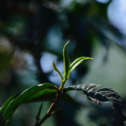 普洱+景迈山4日3晚拼小团