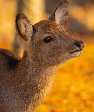 8D7N • Japan - Tokyo - Mount Fuji - Osaka - Kyoto - Nara - 8-day 7-night small group tour
