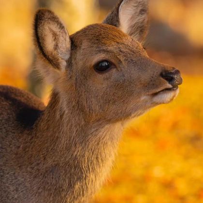 日本东京+富士山+大阪+京都+奈良10日9晚拼小团