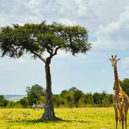 肯尼亚+乌干达+南非11日10晚私家团