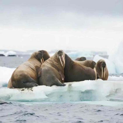 挪威斯瓦尔巴朗伊尔城+格陵兰+冰岛+扬马延+北极市24日跟团游