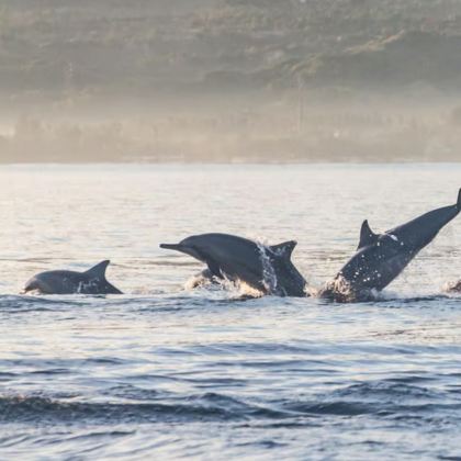 巴厘岛4日3晚私家团