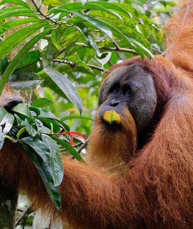 2D1N • 2 Days 1 Night Ethical Jungle Trekking