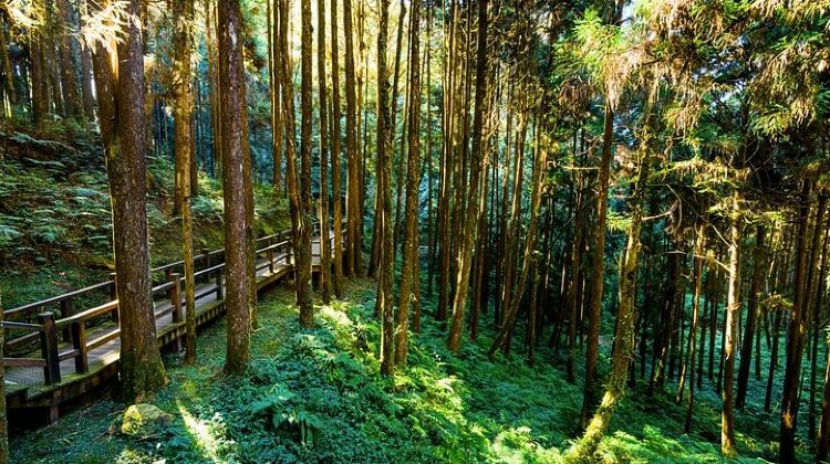 2D1N · Group Tours · Alishan 2Day Shared Tour from Taipei