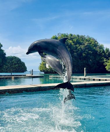 6日5晚 • 中文導遊｜帕勞帛琉淺海悠遊｜3 天出海＋水母湖牛奶湖＋1日自由行｜舒適住宿｜送市區遊及透明槳板