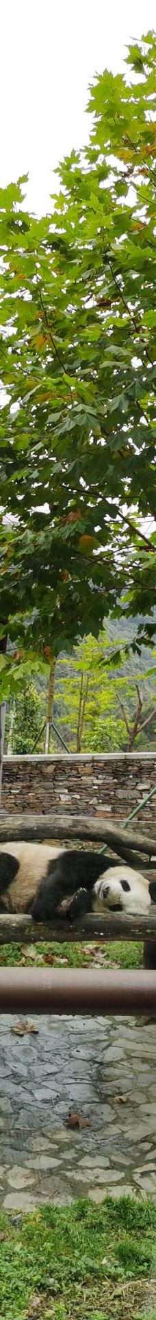 卧龙中华大熊猫苑神树坪基地-汶川