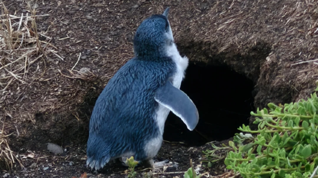 澳大利亞維多利亞墨爾本+悉尼+菲利普島+大洋路步道+普芬比利蒸汽火車+藍山國家公園8日7晚跟團遊·諮詢客服立減300元/人+雙城經典全景打卡遊+全程微信管家服務+全程四鑽酒店+贈送接送機服務