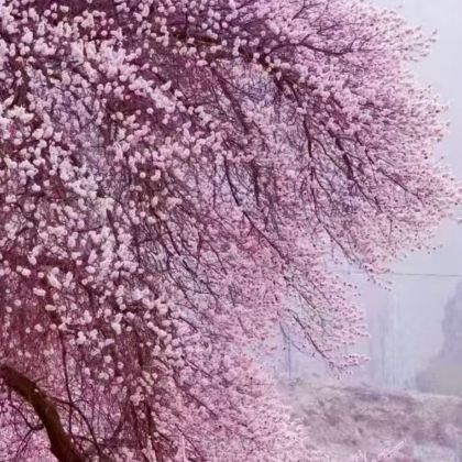 南疆+喀什地区+塔什库尔干+莎车7日6晚自由行