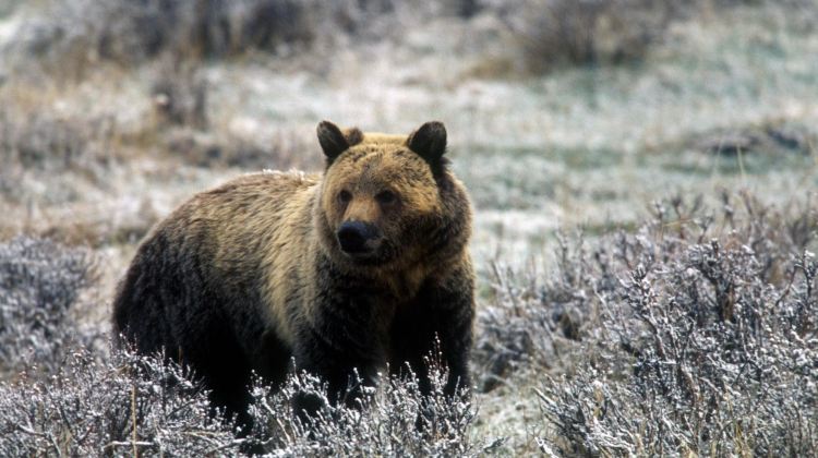 5-Day Yellowstone National Park Small Group Tour from Salt Lake City · Jackson, Grand Teton, Yellowstone Bear World and Temple Square