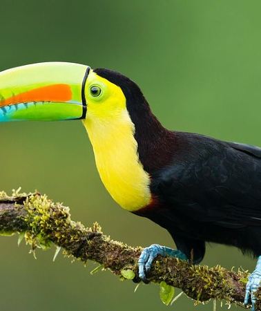 7D6N • 7-Day All Inclusive Guided Jungle Tour from Iquitos at Maniti Eco-Lodge