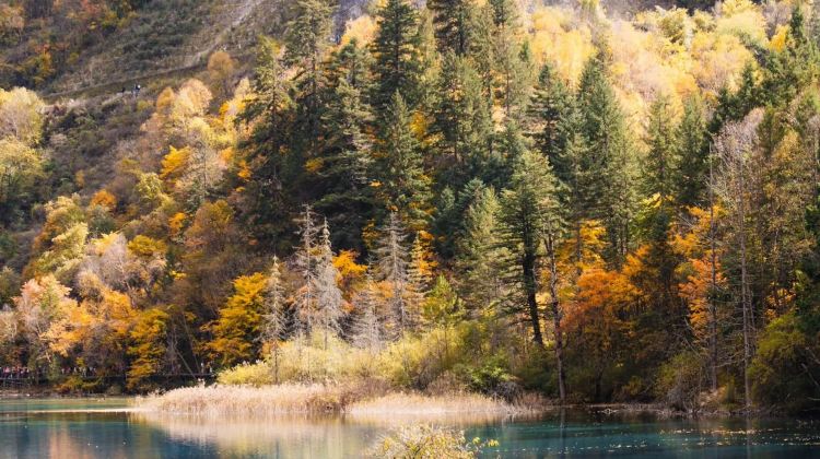 3D2N · Private Tours · Panda + Sanxingdui + Jiuzhaigou + Huanglong - Summer Escape, High-Speed Rail