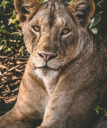 7D6N • Wildebeest calving in Ndutu, Tanzania, Serengeti Ngorongoro, upgraded international-chain five-star light-luxury hotels: Four Seasons,  Explorer