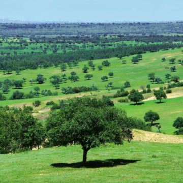 锡林郭勒盟+张北坝上草原+乌兰布统旅游区+塞罕坝国家森林公园+坝上+承德5日4晚私家团