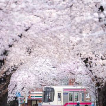 日本7日6晚私家团