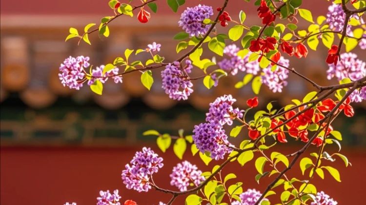4D3N · Group Tours · Beijing + The Palace Museum + Mutianyu Great Wall + Temple of Heaven + Summer Palace + Lama Temple+Shichahai