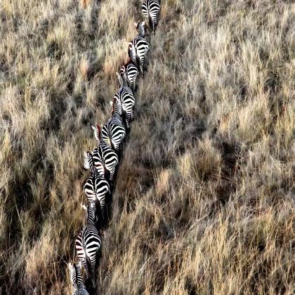 肯尼亚11日9晚私家团