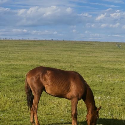内蒙古乌兰察布+辉腾锡勒草原+林胡古塞3日2晚私家团