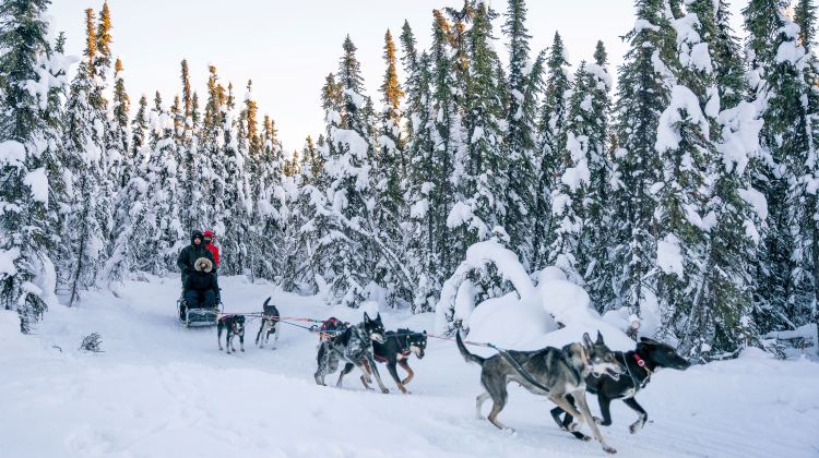 7-Day Alaska Northern Lights Small Group Tour from Fairbanks to Anchorage · Chena Hot Springs, Matanuska Glacier Hiking and 3 Chances for Aurora Viewing