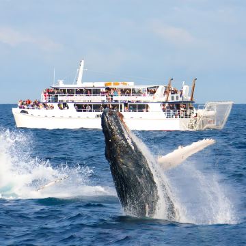 斯里兰卡科伦坡+康提+丹布勒+加勒8日7晚跟团游