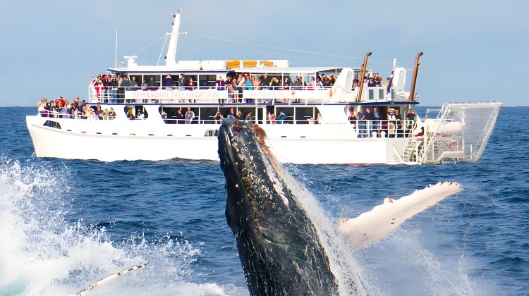 斯里兰卡科伦坡+康提+丹布勒+加勒8日7晚跟团游·海边连住+狮子岩+佛牙寺+丹布勒石窟+康提湖看日落+雅拉公园+中英导游可选+PLK8