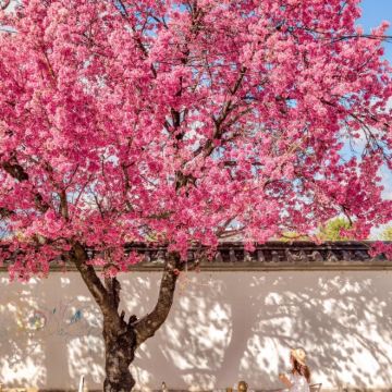 云南昆明+腾冲+瑞丽+芒市+大理市+无量山8日7晚拼小团