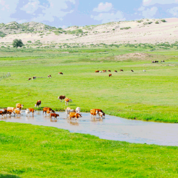 锡林郭勒盟草原+乌拉盖草原+布林泉+阿斯哈图石林景区+游牧部落+达达线+锡林郭勒盟(柳兰沟)7日6晚跟团游