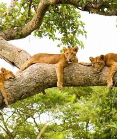 3D2N • 3 days Big five Game Viewing in Queen Elizabeth National Park