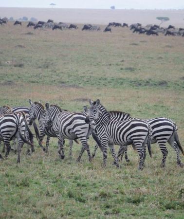 22D21N • 22-Days Rwanda Uganda kenya Tanzania by Overlanding