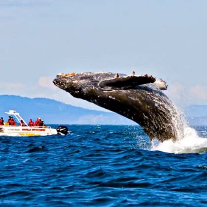 南非+开普敦+约翰内斯堡+太阳城8日5晚私家团