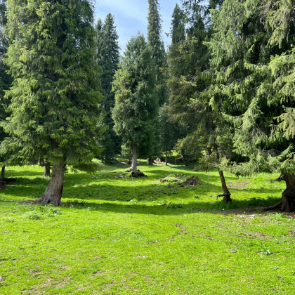 伊犁+赛里木湖+恰西草原风景旅游区+库尔德宁景区+那拉提草原7日6晚自由行