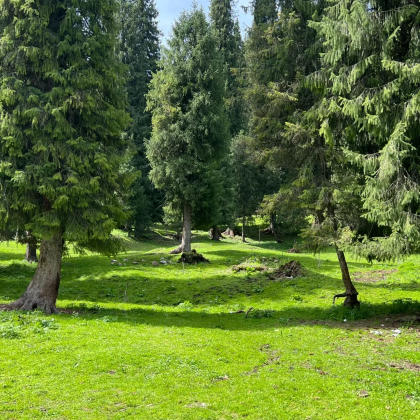 伊犁+赛里木湖+恰西草原风景旅游区+库尔德宁景区+那拉提草原7日6晚自由行