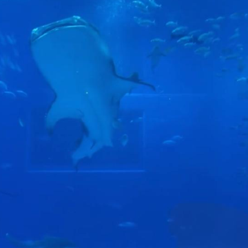 日本冲绳县本部町冲绳美丽海水族馆+美国村+古宇利岛+万座毛+濑底海滩+濑长岛5日4晚拼小团