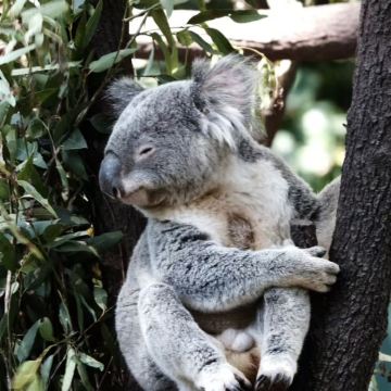 澳大利亚布里斯班+黄金海岸5日4晚跟团游