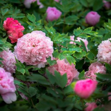 洛阳龙门石窟+白马寺+老君山景区+洛阳博物馆+隋唐洛阳城应天门遗址5日4晚私家团