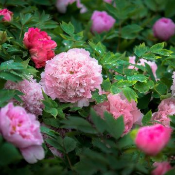 洛阳龙门石窟+白马寺+老君山景区+洛阳博物馆+隋唐洛阳城应天门遗址5日4晚私家团