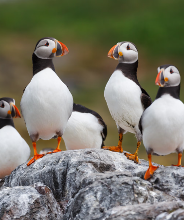 13D11N • Finland + Iceland: Sampo Icebreaker cruise + Northern Lights chasing + Santa Claus Village visit + ice floating experience + Iceland glacier hiking