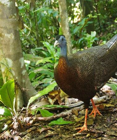 2D1N • 2-Day Jungle Trekking & Rafting in North Sumatra