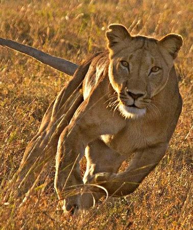 3D2N • Masai Mara 3 Days Luxury Tented Safari