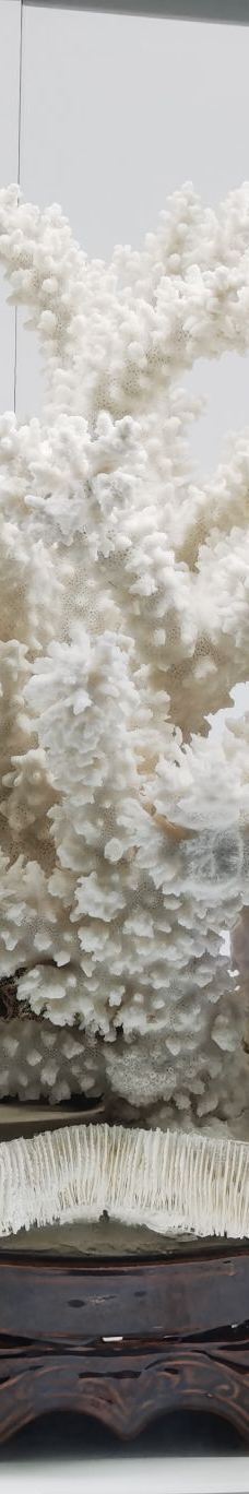 贝壳王国-秦皇岛