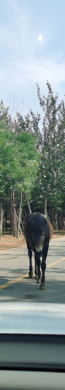 秦皇岛野生动物园-秦皇岛