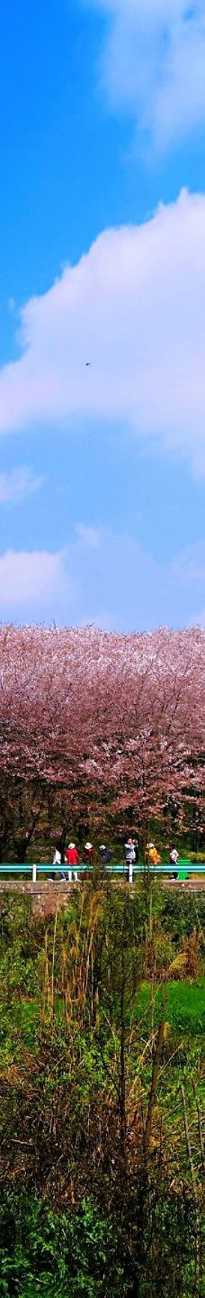 贵安樱花园-安顺