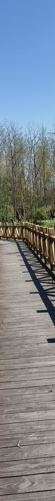 溱湖国家湿地公园-泰州