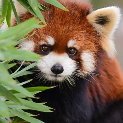 云南西双版纳+普洱4日3晚私家团