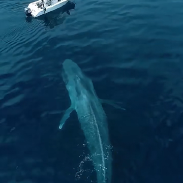 斯里兰卡科伦坡+丹布勒+康提+努沃勒埃利耶区+雅拉国家公园+加勒8日7晚拼小团