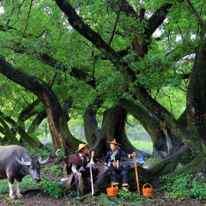 太姥山+小皓海滩+海尾角-露营地+大京沙滩+下尾岛+北岐滩涂4日3晚私家团