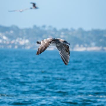 美国夏威夷瓦胡岛+旧金山+洛杉矶14日12晚私家团