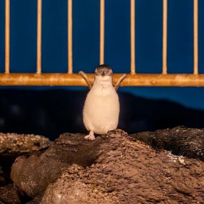 澳大利亚悉尼+墨尔本+斐济楠迪12日9晚私家团