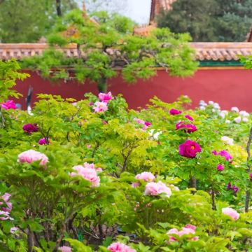 河南洛阳2日1晚私家团