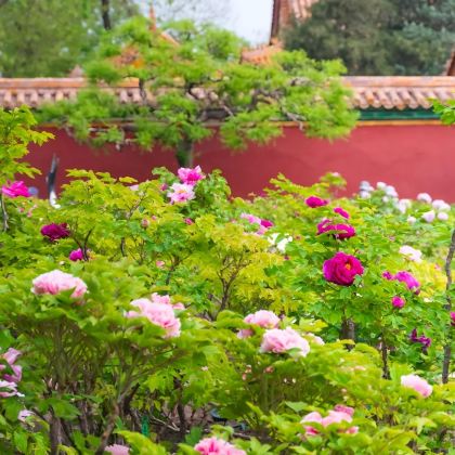 河南洛阳2日1晚私家团